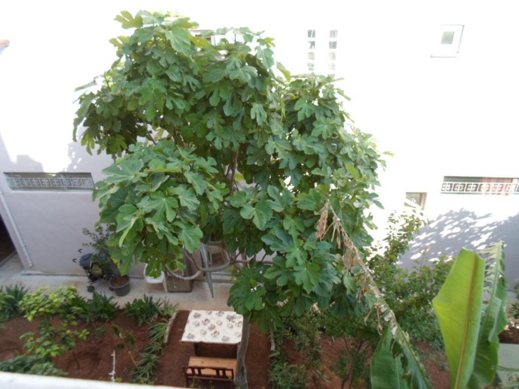 Banana Apart Marmaris Zewnętrze zdjęcie